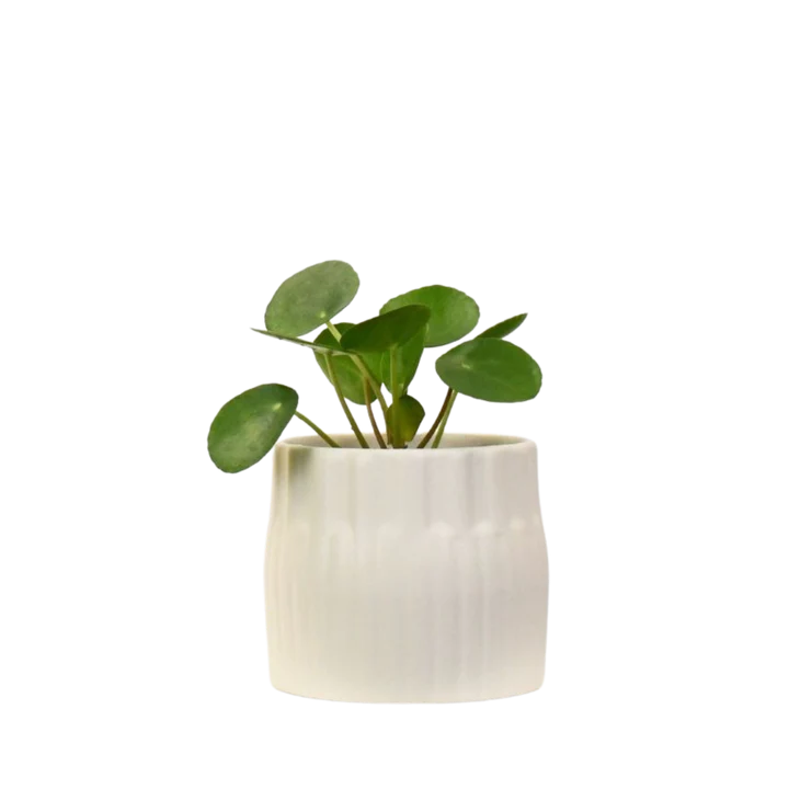 WhitePlanter